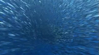 Whale Shark Swimming With Bubbles