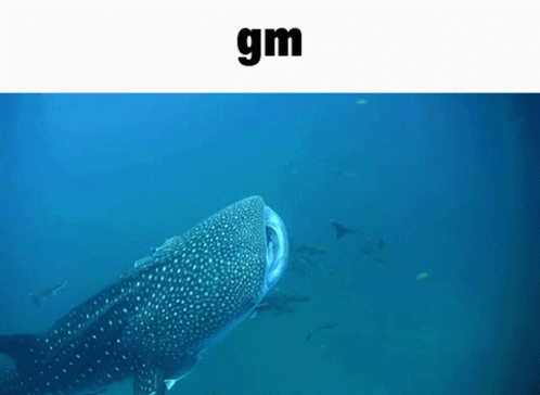 Whale Shark Swimming With Gm Above GIF