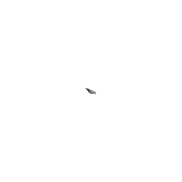 Whale Shark Swimming with Open Mouth