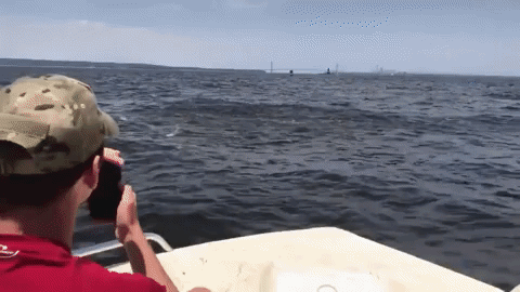 Whale Shows On Fishing GIF
