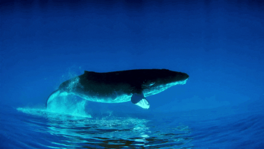 Best Marine Animals - Humpback Whales