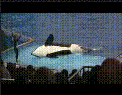 Whale Spins Around GIF