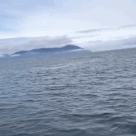 Whale Splashes Water GIF