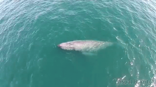 Whale Spout In The Ocean GIF