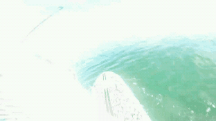 Whale Surf Board GIF