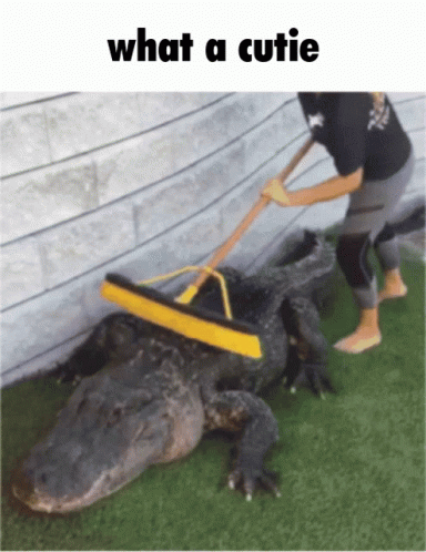 What A Cutie Crocodile GIF