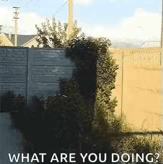 What Are You Doing Sneaky Husky GIF