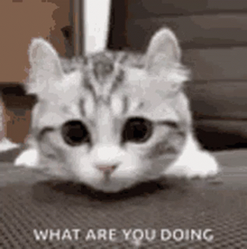 What Are You Doing Cute Cat GIF