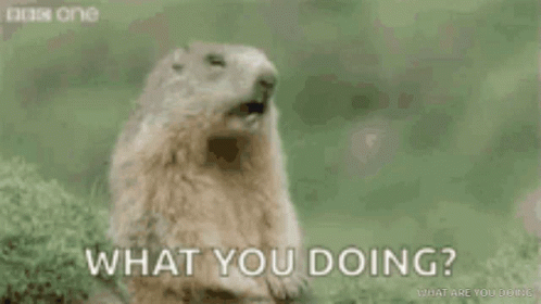 What Are You Doing Hey Groundhog GIF
