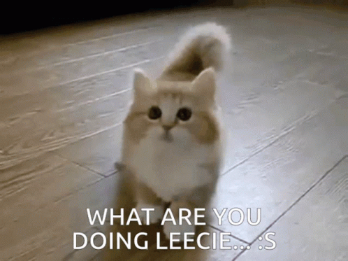 What Are You Doing Cute Short Legged Cat GIF