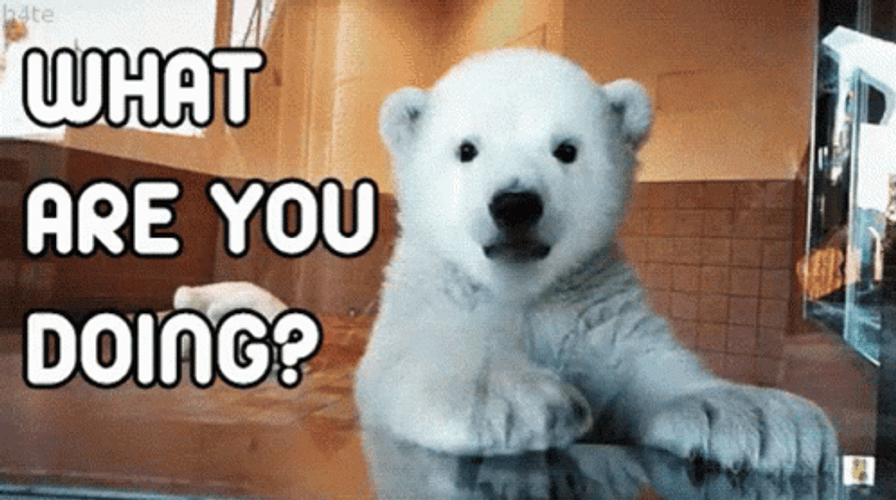 What Are You Doing Polar Bear Waving GIF