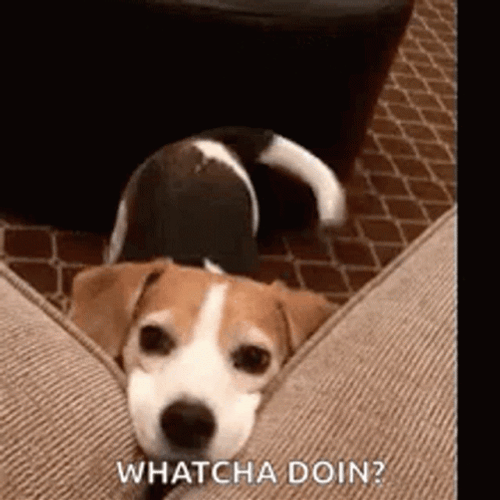 What Are You Doing Prying Puppy GIF