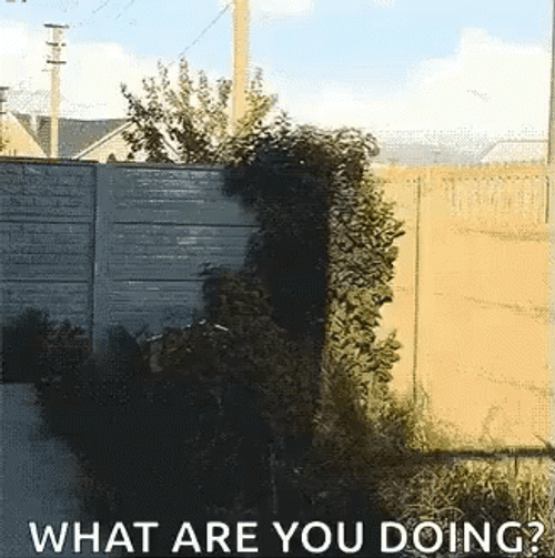 What Are You Doing Sneaky Husky GIF