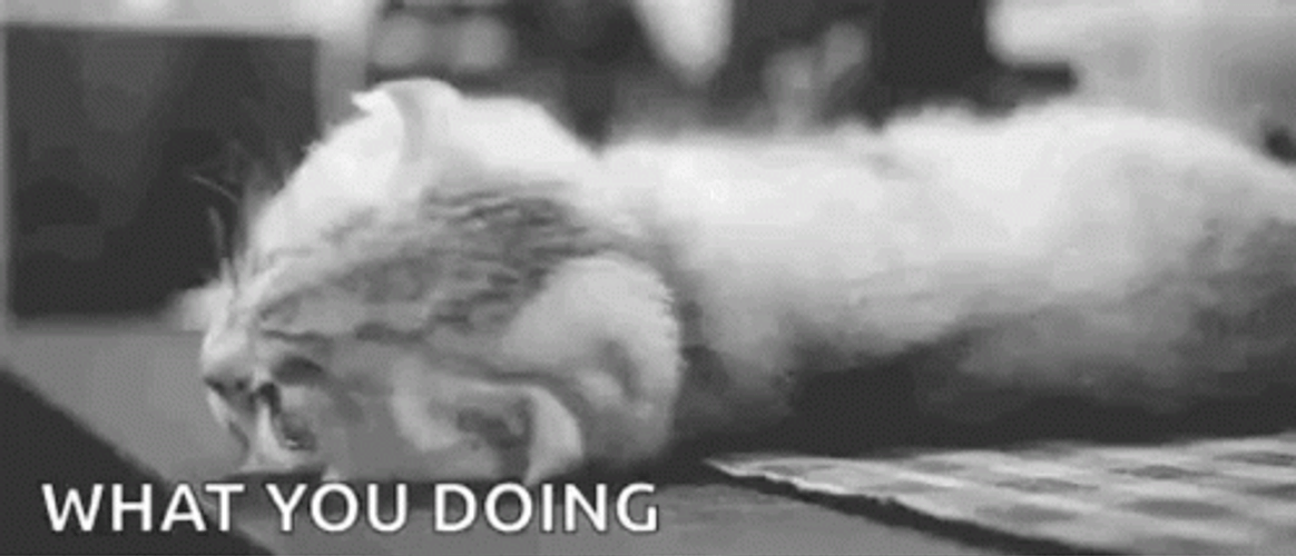 What Are You Doing Sweet Little Cat GIF