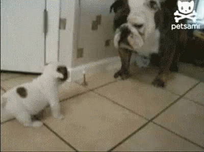 What Are You Looking At Big Dawg GIF