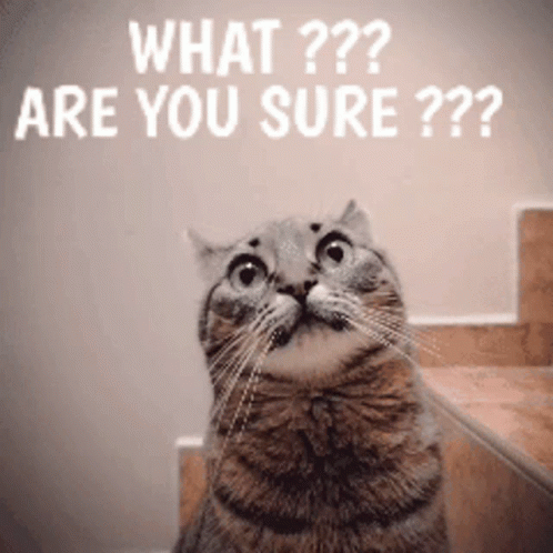 What Are You Sure Cute Cat GIF
