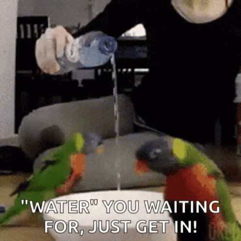 What Are You Waiting For Dancing Parrots GIF