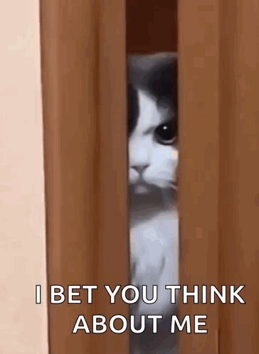 What Do You Think About Me Cat GIF