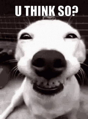 What Do You Think White Dog GIF