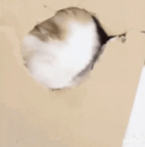 What Do You Want GIF