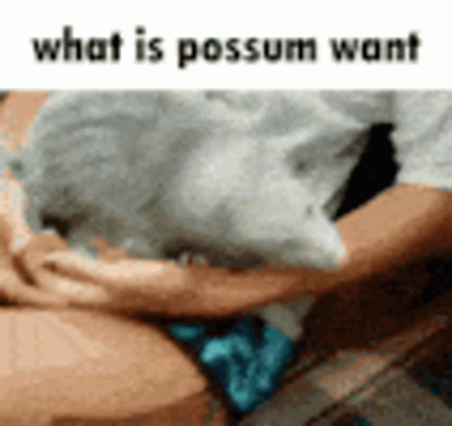 What Does The Possum Want GIF