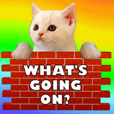 What Is Going On Wondering White Cat GIF
