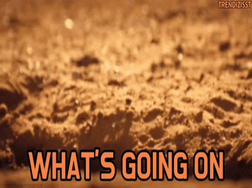 What Is Happening Cute Meerkat GIF