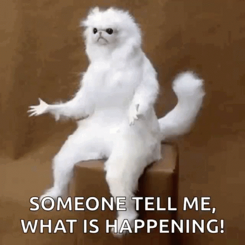 What Is Happening Confused White Persian Cat GIF