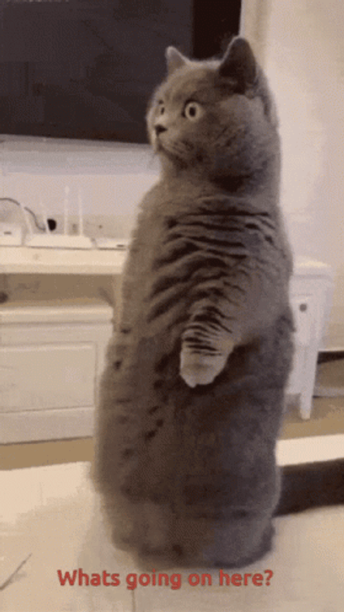 What Is Happening Bewildered Cat GIF