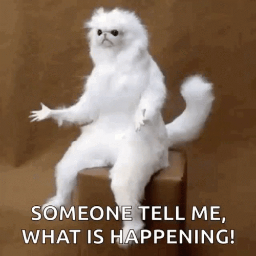 What Is Happening Confused White Persian Cat GIF