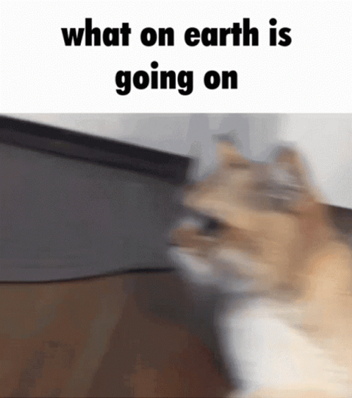 What Is Happening Frantic Cat GIF