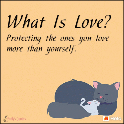 What Is Love Cat GIF