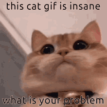 What Is Your Problem Cute Cat GIF
