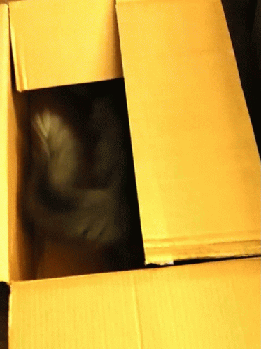 What's In The Box Black Cat Hiding GIF