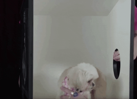 What's In The Box Fluffy Dog Shocked GIF