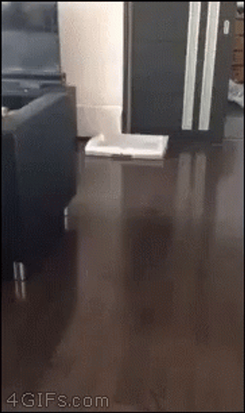 What's In The Box Husky Head Peeking GIF