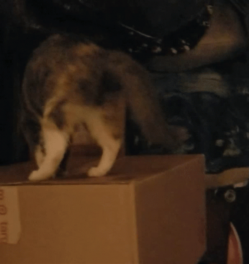 What's In The Box Prying Ginger Cat GIF