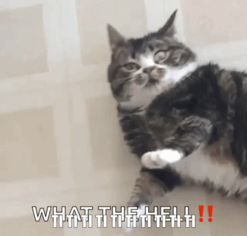 What The Big Cat GIF