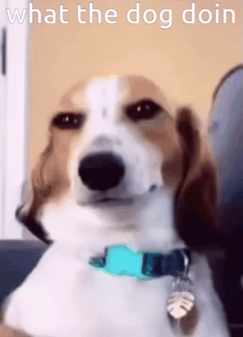 What The Dog Doing GIF