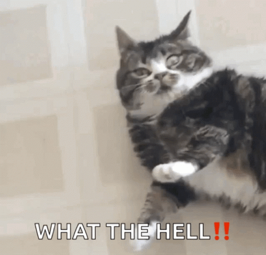What The Hell Meme Cat GIF