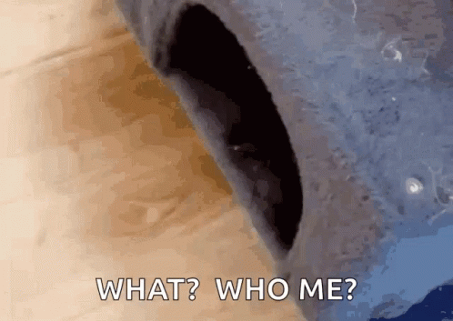 What Who Me Cat GIF