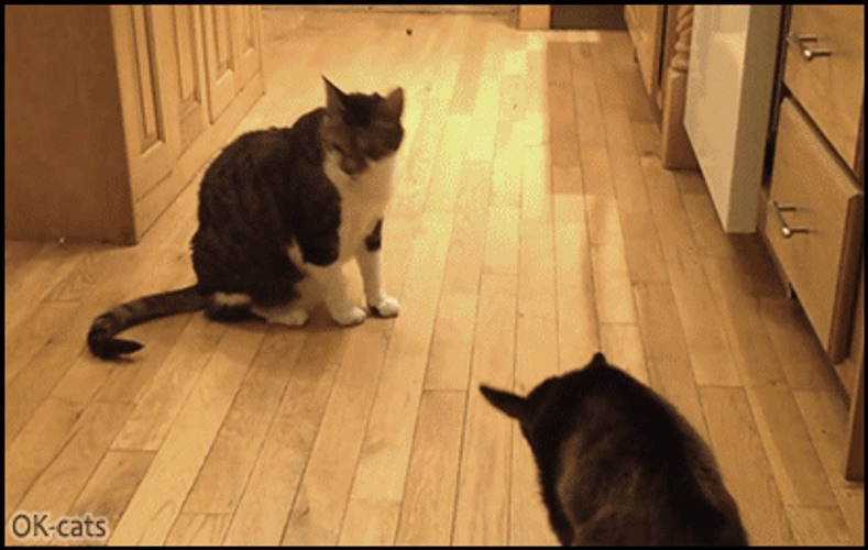 Whatcha Doin Goat Attacking Cat GIF