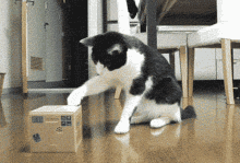 Whats In The Box Funny Cat Confused GIF