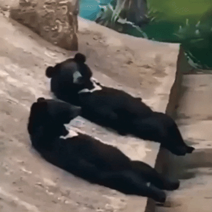 Whats Up 2 Bears Laying On The Floor GIF