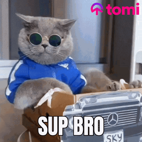 Whats Up Brother Chubby Cat Wearing Shades GIF
