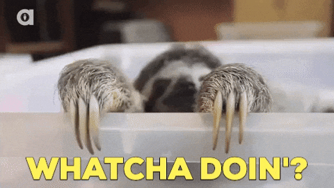 Whats Up Brother Cute Baby Sloth GIF