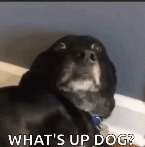 Whats Up Doc Dog Shocked Face GIF
