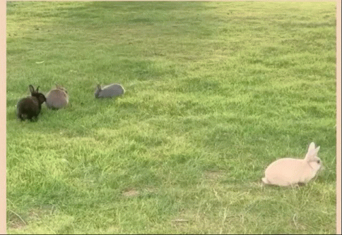 Whats Up Doc Four Rabbit On The Grass GIF