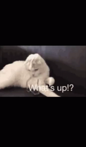 Whats Up Doc White Cat GIF