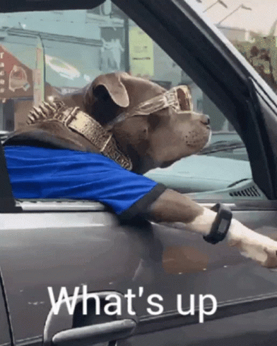 Bulldog With Shades Greets Whats Up GIF